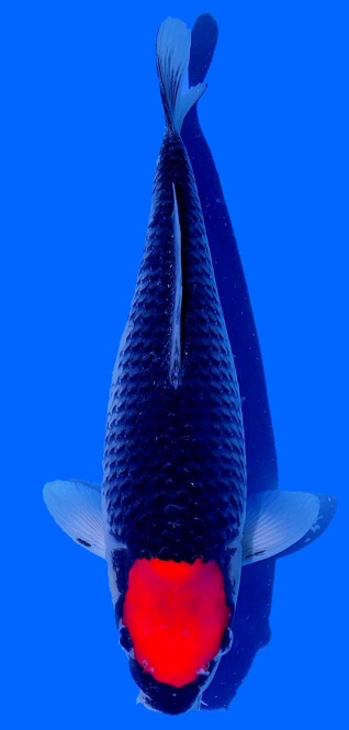 Tancho Goshiki Kawakami 36cm Nisai Female HQ 