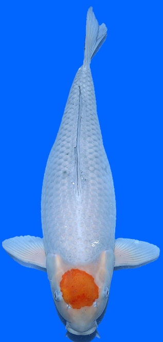 Tancho Ochiba Ikarashi Ozumi 66cm 5J Female HQ 