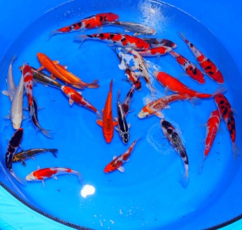 Tosai Mix Maruju 15-25cm  High Quality ab 99.- 