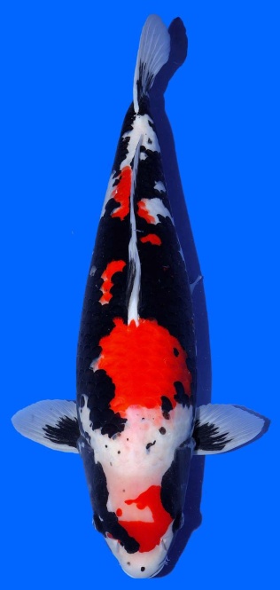 Wagoi Kumonryu Toshinobu Igarashi 58cm Sansai Female VHQ 
