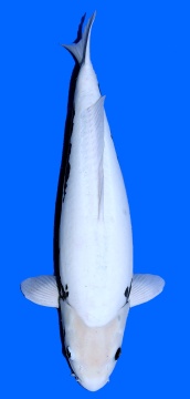 Kumonryu Higashi 66cm Nisai Female VHQ 