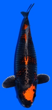 Ginga Ozumi Igarashi 61cm Yonsai Female 