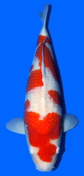 Kohaku Takigawa 58cm Nisai Female SHQ 