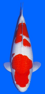 Kohaku Sakai FF 60cm Nisai Female SHQ 