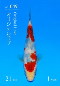 Sanke Sakai Tategoi 19cm 5 Mon VHQ incl Mudpond 2027 