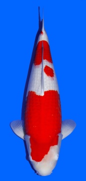 Kohaku Sakai FF 62cm Nisai Female VHQ 