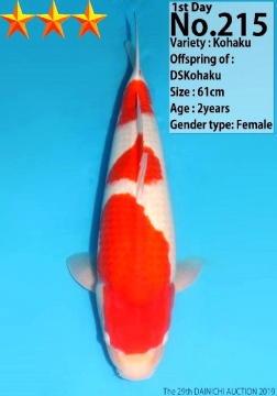 Kohaku Dainichi 61cm Nisai Female HQ 