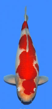 Kohaku Dainichi 60cm Sansai Female 