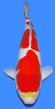 Kohaku Dainichi Niigata 68cm Yonsai Female 