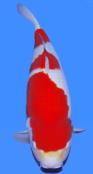 Kohaku Dainichi Niigata 78cm Yonsai Female 