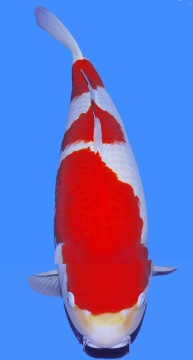 Kohaku Dainichi Niigata 78cm Yonsai Female 