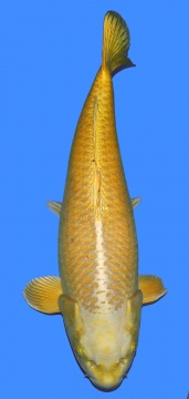 Dainichi Botan 63cm Female 