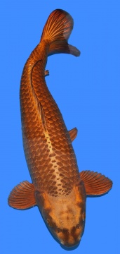 Dainichi Botan 63cm Female 