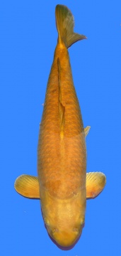 Dainichi Botan 67cm Female 