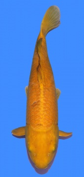 Dainichi Botan 60cm Female 