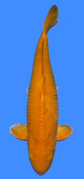 Dainichi Botan 61cm Female 