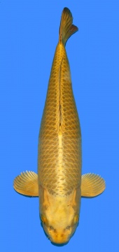 Dainichi Botan 62cm Female 