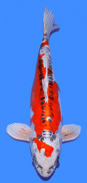 Benikikokuryu Ikarashi 45cm Female 
