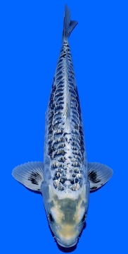 Ginrin Bigscale Igarashi 48cm Nisai Male High Quality 