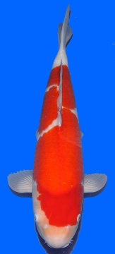 Kohaku Sakai FF 55cm Yonsai Female - VERKAUFT! 
