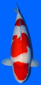 3 Step Kohaku Sakai Ltd 82cm 7J Female SHQ 