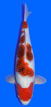 Ai Goromo Hosokai 49cm Nisai Female High Quality 