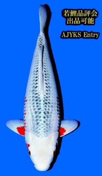 Kanoko Asagi Taniguchi 63cm Nisai Female VHQ 
