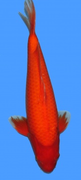 Benigoi Dainichi 50cm Nisai Female 