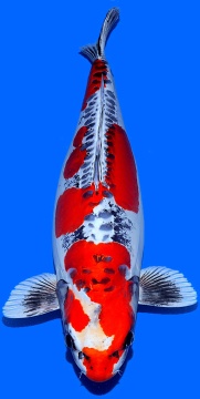 Benikikokuryu Ikarashi Ozumi 70cm Gosai Female SHQ 