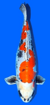 Benikikokuryu Maruhiro 70cm Yonsai  Female VHQ 