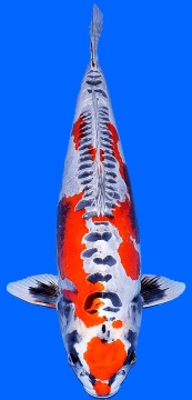 Benikikokuryu Marusaka 68cm Female VHQ 
