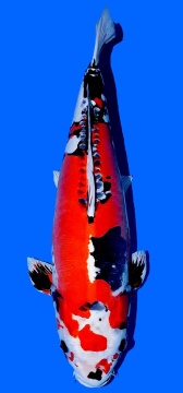 Benikikokuryu Marusaka 73cm 6J Female SHQ 