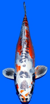 Benikikokuryu Ozumi Ikarashi 58cm Female HQ 