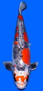 Benikikokuryu Ozumi Ikarashi 58cm Female VHQ 