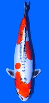 Benikikokuryu Ozumi Ikarashi 67cm Female VHQ 
