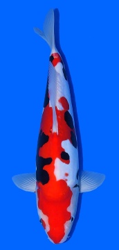 Beni Kumonryu Higashi 36cm Tosai Female VHQ incl Pond 
