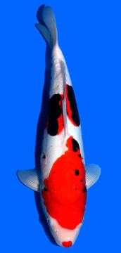 Beni Kumonryu Higashi 48cm Tosai Female VHQ incl Pond 