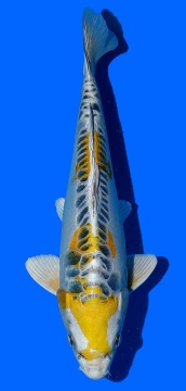 Bigscale Aoki 40cm Nisai HQ 