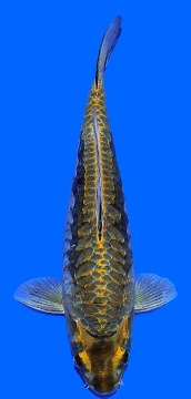Bigscale ikarashi 48cm Nisai Female SHQ - VERKAUFT! 