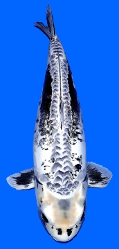 Bigscale Oyama 75cm Yonsai Female VHQ 