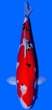 Doitsu Sanke Aoki 45cm Nisai VHQ 