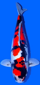 Doitsu Showa Hiroi 55cm Nisai Female  VHQ 