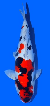 Doitsu Showa Hiroi 56cm Nisai Female VHQ -VERKAUFT! 