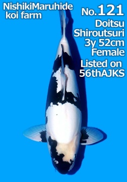 Doitsu Shiro Utsuri Maruhide 52cm Nisai Female SHQ 