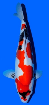 Doitsu Showa Shinoda 50cm Sansai Female VHQ 