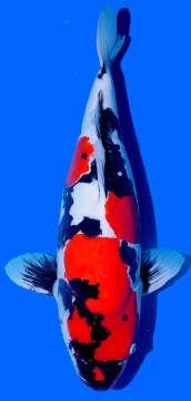 Doitsu Showa Shinoda 58cm Nisai Female SHQ 