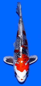 Ginga Aoki 33cm Nisai Female HQ - VERKAUFT! 
