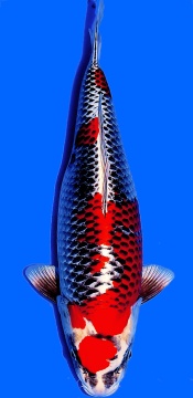 Ginga Higashi 55cm Nisai Female VHQ 