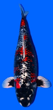 Ginga Ikarashi Ozumi 63cm Yonsai Female SHQ 