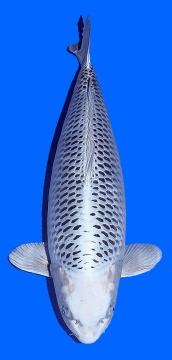 Gin Matsuba Omosako 80cm Gosai Female SHQ - 1 Platz Champion 